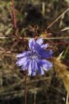 Cichorium intybus