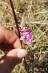 Dianthus armeria