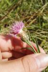 Centaurea decipiens