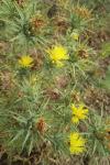 Carthamus lanatus