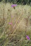 Centaurea decipiens