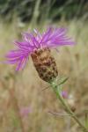 Centaurea decipiens