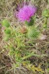 Cirsium vulgare