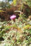 Centaurea decipiens