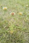 Carlina vulgaris