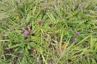 Cirsium acaulon