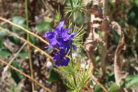 Delphinium ajacis