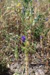 Delphinium ajacis