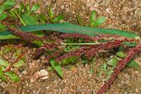 Echinochloa crus-galli
