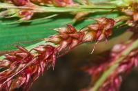 Echinochloa crus-galli