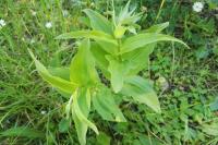 Epipactis helleborine