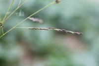 Panicum dichotomiflorum