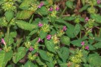 Galeopsis tetrahit