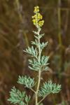 Artemisia absinthium