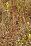 Solidago virgaurea