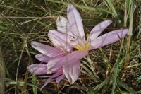 Colchicum autumnale