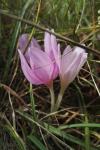Colchicum autumnale