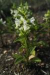 Stachys annua