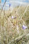 Campanula rotundifolia