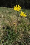 Tragopogon pratensis subsp. orientalis