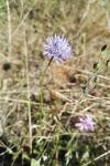 Jasione montana