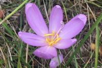Colchicum autumnale