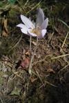 Colchicum autumnale