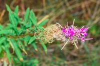 Chamaenerion angustifolium