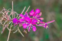Chamaenerion angustifolium