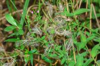 Epilobium parviflorum