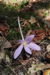 Colchicum autumnale