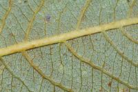 Salix atrocinerea