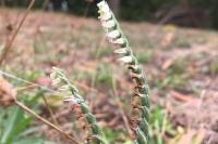 Spiranthes spiralis