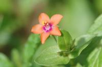 Lysimachia arvensis