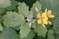 Chelidonium majus