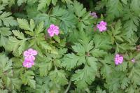 Geranium robertianum
