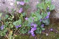 Glechoma hederacea