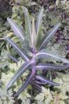 Euphorbia lathyris