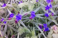 Aegonychon purpurocaeruleum
