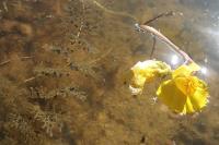 Utricularia neglecta