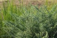 Ulex europaeus