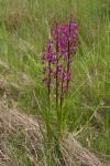 Anacamptis laxiflora