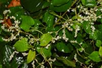 Fallopia dumetorum