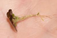 Spirodela polyrhiza