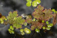 Azolla filiculoides
