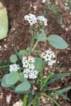 Heliotropium europaeum