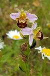 Ophrys apifera