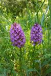 Anacamptis pyramidalis