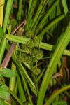 Sparganium erectum