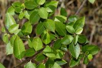 Rhamnus alaternus